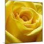 Yellow Rose-null-Mounted Photographic Print
