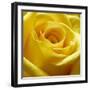 Yellow Rose-null-Framed Photographic Print