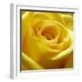 Yellow Rose-null-Framed Photographic Print