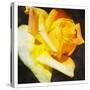 Yellow Rose-Milli Villa-Stretched Canvas