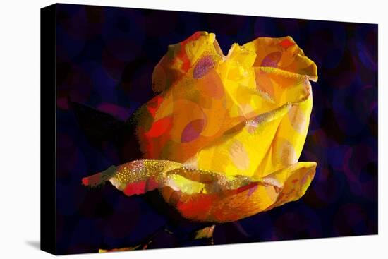 Yellow Rose-Scott J. Davis-Stretched Canvas