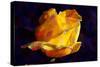 Yellow Rose-Scott J. Davis-Stretched Canvas