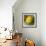 Yellow Rose-Skarlett-Framed Giclee Print displayed on a wall
