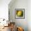 Yellow Rose-Skarlett-Framed Giclee Print displayed on a wall