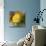 Yellow Rose-Skarlett-Mounted Giclee Print displayed on a wall