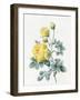 Yellow Roses, 1827-Louise D'Orleans-Framed Giclee Print