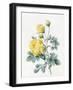 Yellow Roses, 1827-Louise D'Orleans-Framed Giclee Print