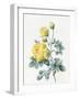 Yellow Roses, 1827-Louise D'Orleans-Framed Giclee Print
