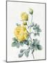 Yellow Roses, 1827-Louise D'Orleans-Mounted Giclee Print