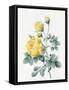 Yellow Roses, 1827-Louise D'Orleans-Framed Stretched Canvas