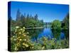 Yellow roses by Mirror Pond on the Deschutes River, Drake Park, Bend, Deschutes County, Oregon, USA-null-Stretched Canvas