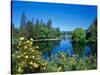 Yellow roses by Mirror Pond on the Deschutes River, Drake Park, Bend, Deschutes County, Oregon, USA-null-Stretched Canvas