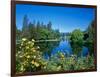 Yellow roses by Mirror Pond on the Deschutes River, Drake Park, Bend, Deschutes County, Oregon, USA-null-Framed Photographic Print