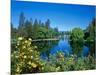 Yellow roses by Mirror Pond on the Deschutes River, Drake Park, Bend, Deschutes County, Oregon, USA-null-Mounted Photographic Print