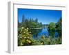 Yellow roses by Mirror Pond on the Deschutes River, Drake Park, Bend, Deschutes County, Oregon, USA-null-Framed Photographic Print