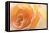 Yellow Roses II-Kathy Mahan-Framed Stretched Canvas