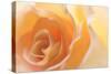 Yellow Roses II-Kathy Mahan-Stretched Canvas