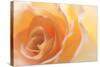 Yellow Roses II-Kathy Mahan-Stretched Canvas