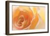 Yellow Roses II-Kathy Mahan-Framed Photographic Print