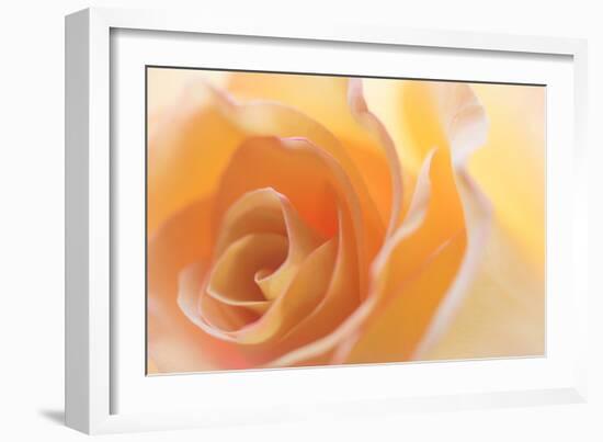 Yellow Roses II-Kathy Mahan-Framed Photographic Print