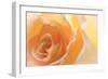 Yellow Roses II-Kathy Mahan-Framed Photographic Print