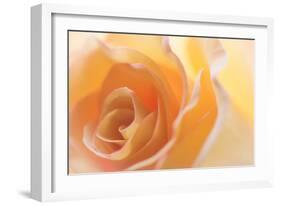 Yellow Roses II-Kathy Mahan-Framed Photographic Print