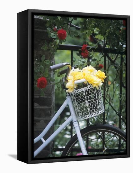 Yellow Roses in Bicycle Basket, Red Climbing Roses Behind-Alena Hrbkova-Framed Stretched Canvas