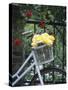Yellow Roses in Bicycle Basket, Red Climbing Roses Behind-Alena Hrbkova-Stretched Canvas