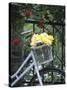 Yellow Roses in Bicycle Basket, Red Climbing Roses Behind-Alena Hrbkova-Stretched Canvas