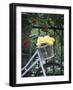 Yellow Roses in Bicycle Basket, Red Climbing Roses Behind-Alena Hrbkova-Framed Photographic Print