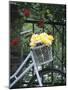 Yellow Roses in Bicycle Basket, Red Climbing Roses Behind-Alena Hrbkova-Mounted Photographic Print