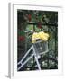 Yellow Roses in Bicycle Basket, Red Climbing Roses Behind-Alena Hrbkova-Framed Photographic Print