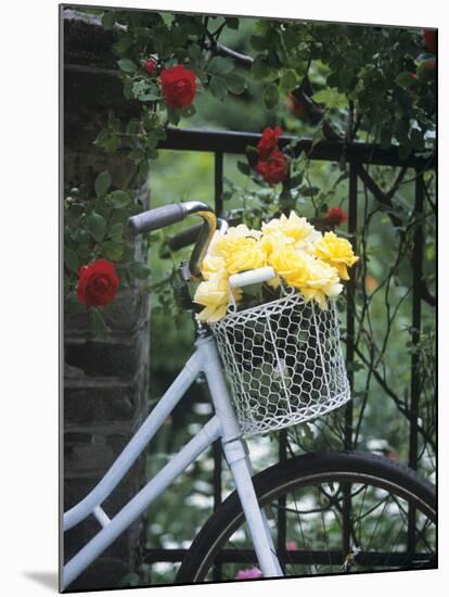 Yellow Roses in Bicycle Basket, Red Climbing Roses Behind-Alena Hrbkova-Mounted Photographic Print