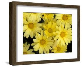 Yellow Roses in the Bellevue Botanical Garden, Bellevue, Washington, USA-Jamie & Judy Wild-Framed Photographic Print