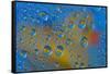 Yellow rubber duck reflection in dew drops-Darrell Gulin-Framed Stretched Canvas