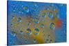 Yellow rubber duck reflection in dew drops-Darrell Gulin-Stretched Canvas