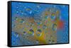 Yellow rubber duck reflection in dew drops-Darrell Gulin-Framed Stretched Canvas