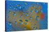 Yellow rubber duck reflection in dew drops-Darrell Gulin-Stretched Canvas