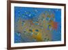 Yellow rubber duck reflection in dew drops-Darrell Gulin-Framed Photographic Print