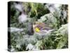 Yellow-Rumped Warbler in Winter, Mcleansville, North Carolina, USA-Gary Carter-Stretched Canvas