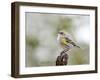 Yellow-Rumped Warbler, Mcleansville, North Carolina, USA-Gary Carter-Framed Photographic Print