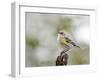 Yellow-Rumped Warbler, Mcleansville, North Carolina, USA-Gary Carter-Framed Photographic Print