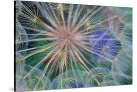 Yellow Salsify Seed Head-Darrell Gulin-Stretched Canvas