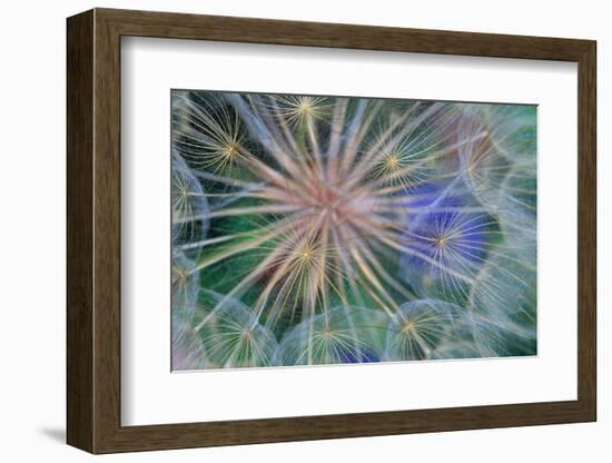 Yellow Salsify Seed Head-Darrell Gulin-Framed Photographic Print