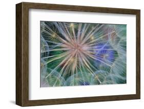 Yellow Salsify Seed Head-Darrell Gulin-Framed Photographic Print