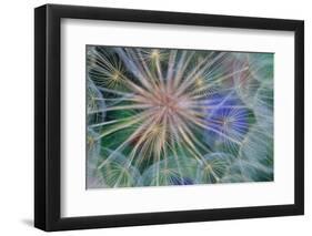 Yellow Salsify Seed Head-Darrell Gulin-Framed Photographic Print