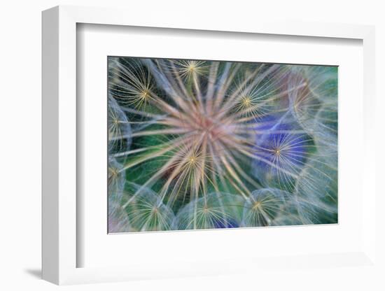 Yellow Salsify Seed Head-Darrell Gulin-Framed Photographic Print