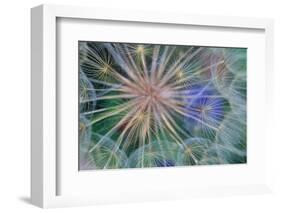 Yellow Salsify Seed Head-Darrell Gulin-Framed Photographic Print