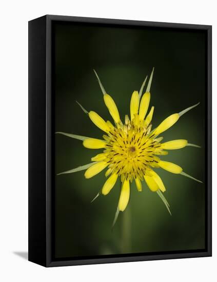 Yellow Salsify, Tragopogon dubius, Capulin Sprints Trail, Sandia Mountains, New Mexico-Maresa Pryor-Framed Stretched Canvas