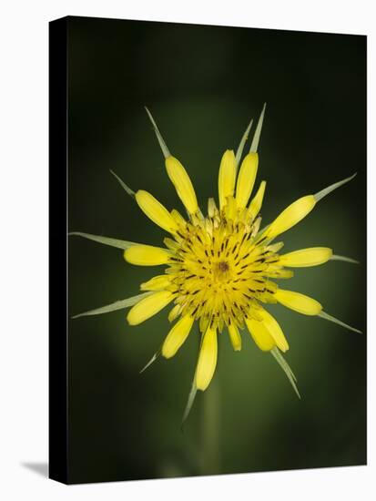 Yellow Salsify, Tragopogon dubius, Capulin Sprints Trail, Sandia Mountains, New Mexico-Maresa Pryor-Stretched Canvas